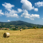 L’Inconfondibile Identità della Malmostosità